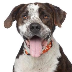 Pointer Dogs for adoption in Los Angeles, CA, USA