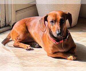 Dachshund Dogs for adoption in Los Angeles, CA, USA