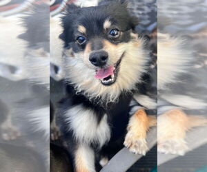Pomeranian Dogs for adoption in Fremont, CA, USA