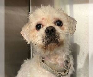 Shih Apso Dogs for adoption in Center Township, PA, USA
