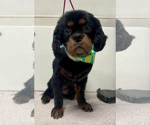 Cavalier King Charles Spaniel Dogs for adoption in Sioux Falls, SD, USA