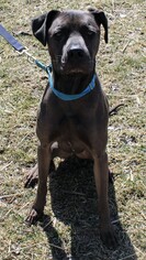 Great Dane Dogs for adoption in Hillsdale, IN, USA