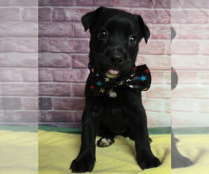 Medium Photo #1 Border Collie-Unknown Mix Puppy For Sale in Lakewood, CO, USA