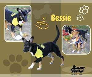 Beagle-Unknown Mix Dogs for adoption in Lindsay, CA, USA