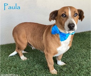 Basset Hound-Unknown Mix Dogs for adoption in San Diego, CA, USA