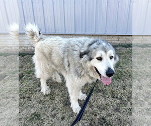 Great Pyrenees-Unknown Mix Dogs for adoption in Williamsburg, IA, USA