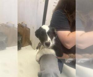 Border Collie-Unknown Mix Dogs for adoption in Santa Cruz, CA, USA