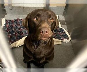 Labrador Retriever Dogs for adoption in Orange, CA, USA