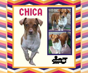 Dachshund-Unknown Mix Dogs for adoption in Lindsay, CA, USA