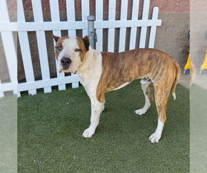 Boxer-Unknown Mix Dogs for adoption in Modesto, CA, USA