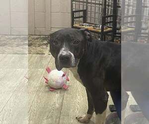 American Pit Bull Terrier-Unknown Mix Dogs for adoption in Catasauqua, PA, USA