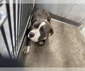 American Pit Bull Terrier-Unknown Mix Dogs for adoption in San Bernardino, CA, USA