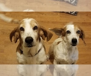 Medium Photo #1 Basschshund Puppy For Sale in Sterling, MA, USA