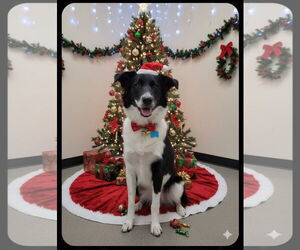 Border Collie-Unknown Mix Dogs for adoption in Garner, NC, USA