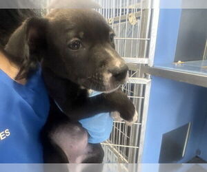 - Mix Dogs for adoption in San Bernardino, CA, USA