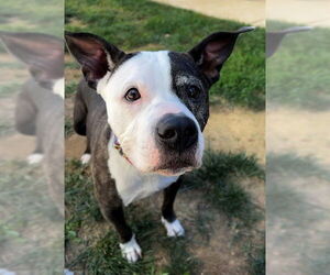 American Pit Bull Terrier Dogs for adoption in Waterford, VA, USA