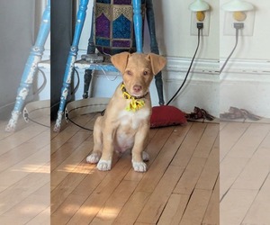 Mutt Dogs for adoption in Duluth, MN, USA