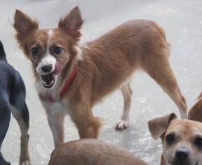 Chiranian Dogs for adoption in Phoenix , AZ, USA