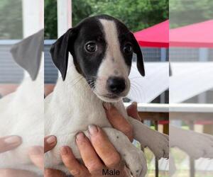 Jack Russell Terrier Dogs for adoption in Pembroke, GA, USA