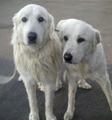 Great Pyrenees Dogs for adoption in Los Angeles, CA, USA