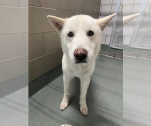 Siberian Husky Dogs for adoption in Baytown, TX, USA