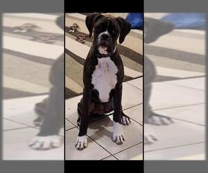 Boxer-Unknown Mix Dogs for adoption in San Antonio, TX, USA