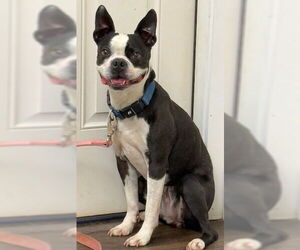 Boston Terrier Dogs for adoption in Cary, NC, USA