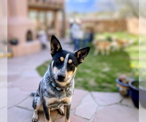 Mutt Dogs for adoption in Pena Blanca, NM, USA