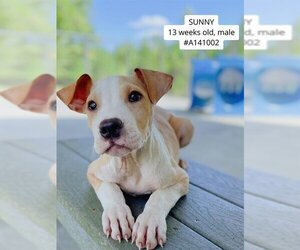 American Pit Bull Terrier Dogs for adoption in Supply, NC, USA