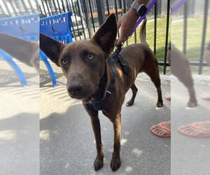Labrador Retriever Dogs for adoption in Stockton, CA, USA