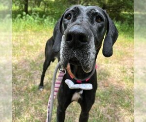 Great Dane Dogs for adoption in Spring Hill, KS, USA