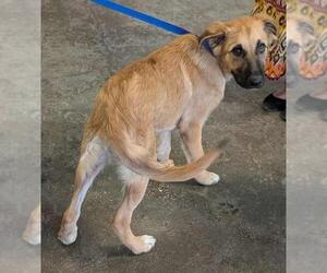 Anatolian Shepherd-German Shepherd Dog Mix Dogs for adoption in Rockwall, TX, USA