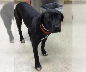 Great Dane-Labrador Retriever Mix Dogs for adoption in Riverside, CA, USA