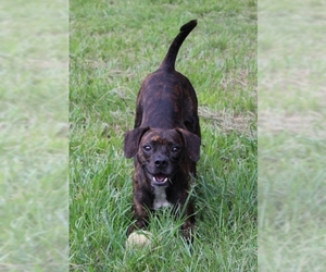 Boston Huahua Dogs for adoption in Wetumpka, AL, USA