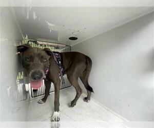 Weimaraner Dogs for adoption in Houston, TX, USA