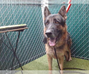 German Shepherd Dog Dogs for adoption in Downey, CA, USA