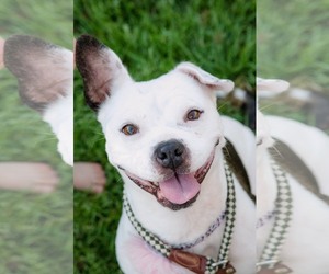 Faux Frenchbo Bulldog Dogs for adoption in Dallas, TX, USA