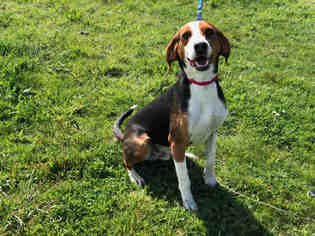Treeing Walker Coonhound Dogs for adoption in McKinleyville, CA, USA