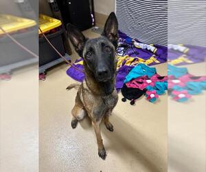 Mutt Dogs for adoption in Chula Vista, CA, USA