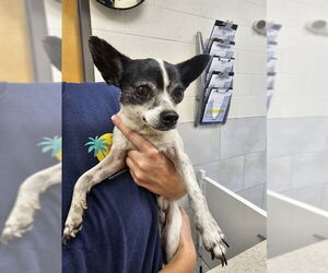 Chihuahua-Unknown Mix Dogs for adoption in Naples, FL, USA