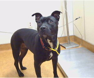 Mutt Dogs for adoption in Sacramento, CA, USA