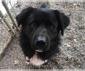 Borador Dogs for adoption in Missoula, MT, USA