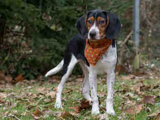Beagle Dogs for adoption in Belleville, IL, USA