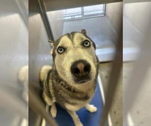 Siberian Husky Dogs for adoption in Downey, CA, USA