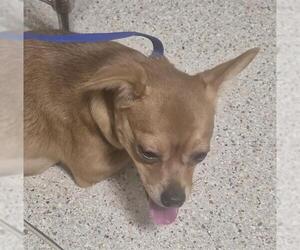 Chihuahua Dogs for adoption in Bakersfield, CA, USA
