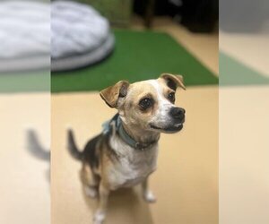 Beagle-Chihuahua Mix Dogs for adoption in Chula Vista, CA, USA