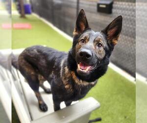 German Shepherd Dog Dogs for adoption in Minneapolis, MN, USA