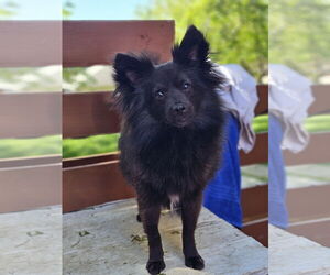 Schip-a-Pom Dogs for adoption in Lebanon, PA, USA
