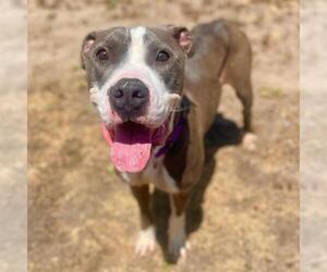 American Pit Bull Terrier Dogs for adoption in Aurora, CO, USA