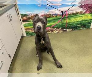 Mutt Dogs for adoption in Moreno Valley, CA, USA